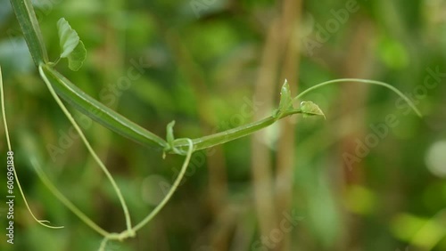 Cissus quadrangularis branch green leaves on nature background. photo