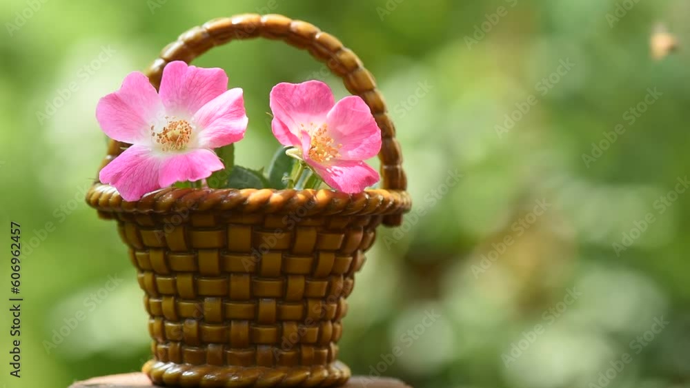 Dog rose or rosa canina flowers on nature background. Dog rose or rosa canina flowers on nature background.