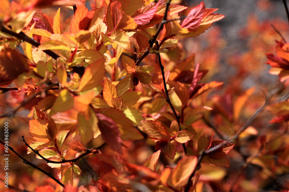 beautiful yellow, orange and red autumn leaves beautiful yellow, orange and red autumn leaves