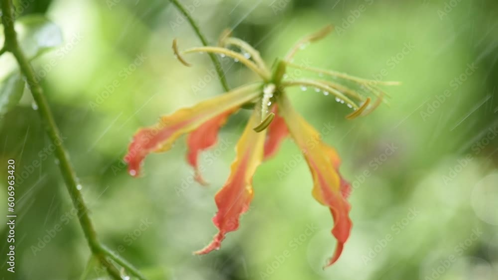 Climbing lily or gloriosa superba branch flowers on nature background. Climbing lily or gloriosa superba branch flowers on nature background.