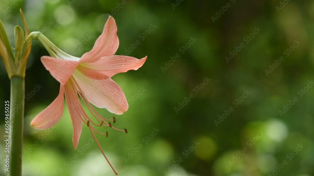 Amaryllis or Hippeastrum puniceum flower on nature background. Amaryllis or Hippeastrum puniceum flower on nature background.
