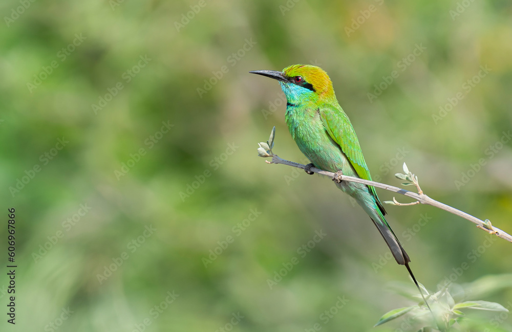 Green Bee-eater bird perched on a branch Green Bee-eater bird perched on a branch