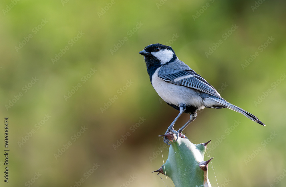 Obraz premium Cinereous tit close-up portrait