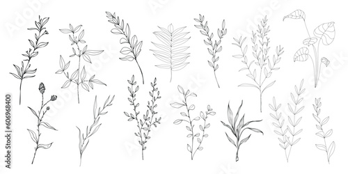 vector hand drawn plant and flower images