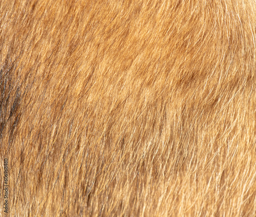 Dog fur as a background. Texture of a dog's fur
