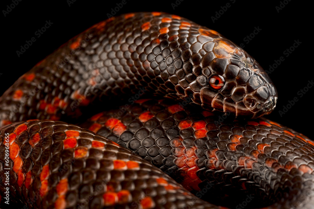 Fototapeta premium African Burrowing Python (Calabaria reinhardtii)