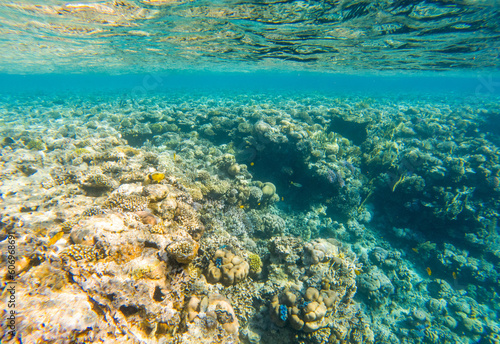 Fototapeta Naklejka Na Ścianę i Meble -  Coral reef under sea water.