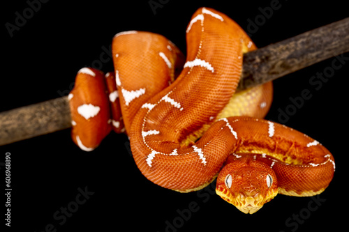 Amazon Basin emerald tree boa (Corallus batesii) juvenile photo