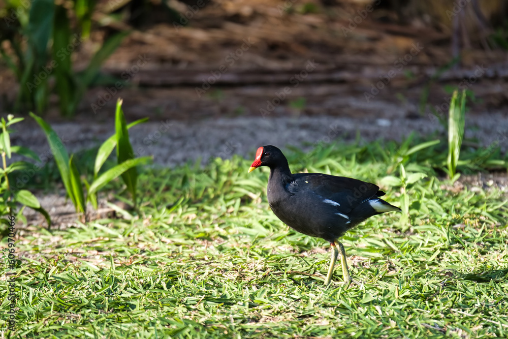 Moreng or moorhen bird near mangrove, Mahe Seychelles 6 Moreng or moorhen bird near mangrove, Mahe Seychelles 6