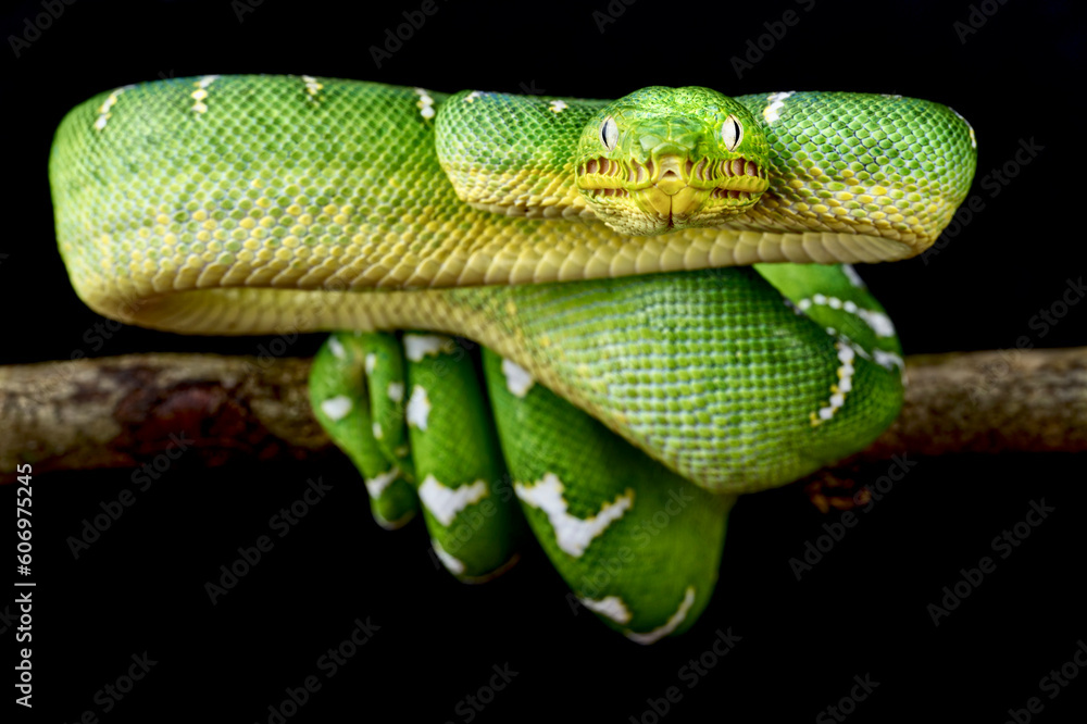 Obraz premium Emerald tree boa (Corallus caninus)