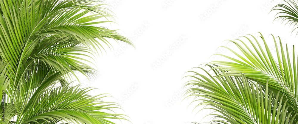 Palm tree leaves in 3d rendering 