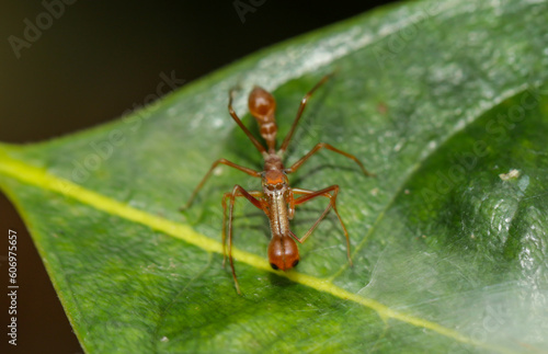 Super macro of male Kerengga ant-like jumper (Myrmarachne plataleoides) who pretend himself like Red ant in nature in Thailand.