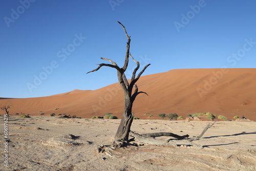 【ナミビア】ナミブ砂漠 - Deadvlei （デッドブレイ）