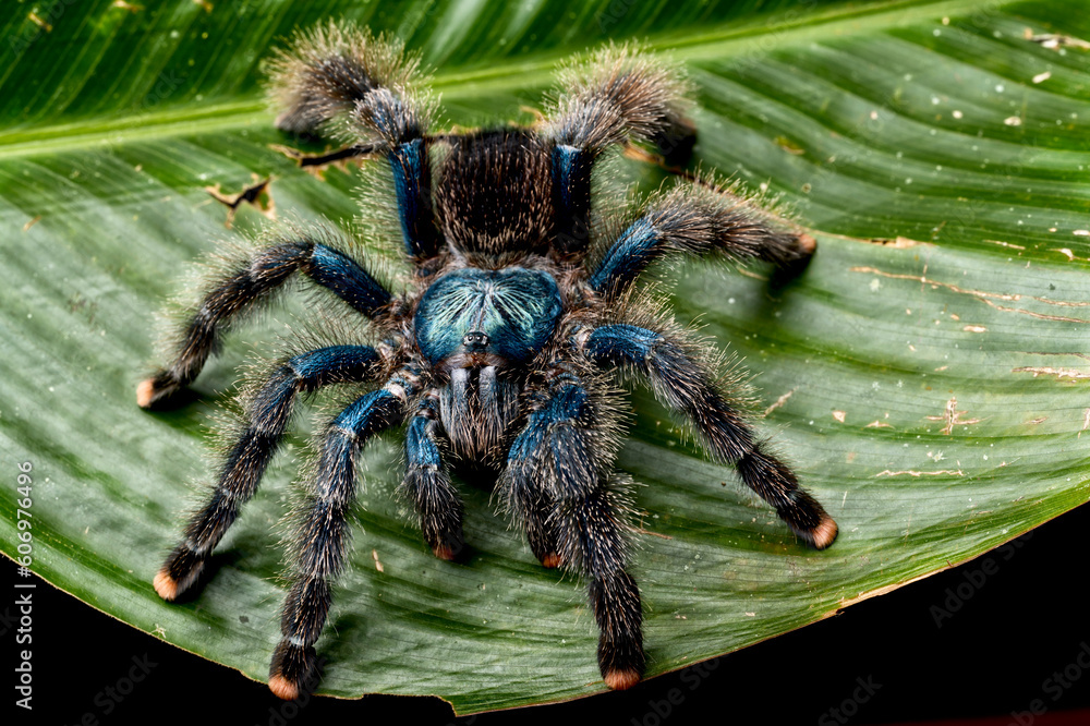 Fotografia Pinktoe tarantula (Avicularia avicularia)