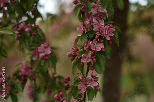Red flowers on decorative apple tree in late spring