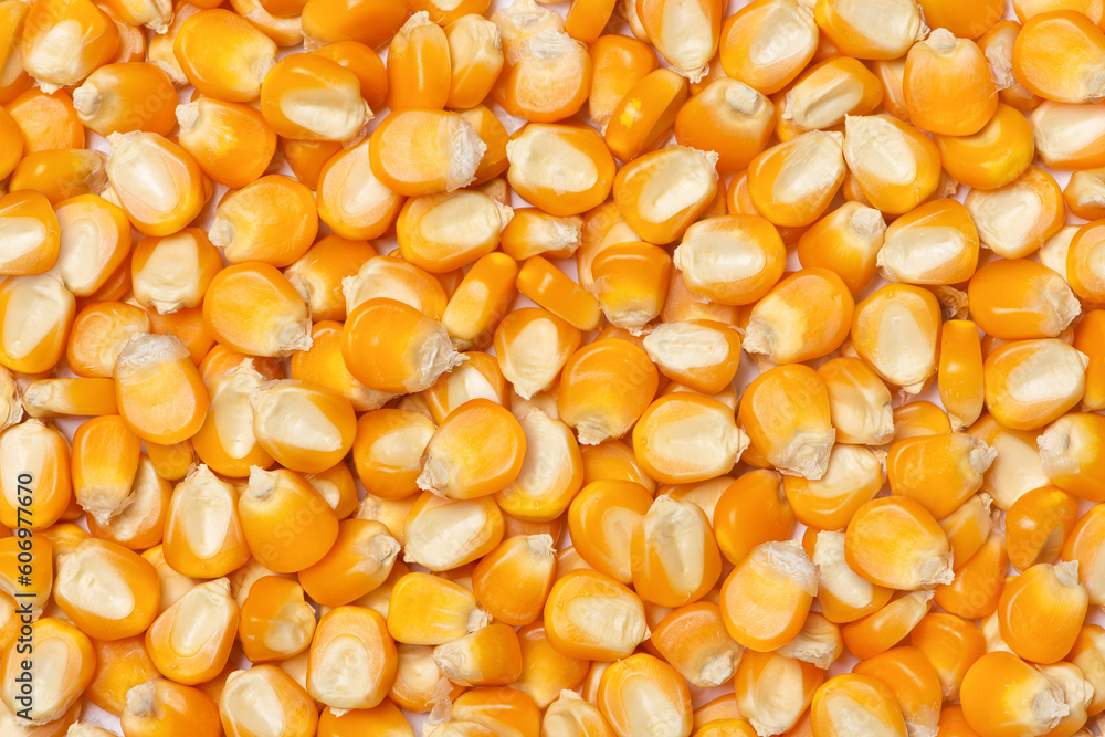 Dry corn seeds texture background. Top view. Dry corn seeds texture background. Top view.