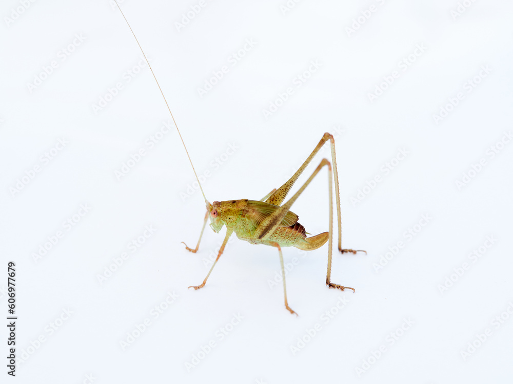 Mediterranean Katydid grasshopper. Phaneroptera nana. Mediterranean Katydid grasshopper. Phaneroptera nana.
