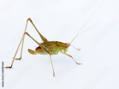 Mediterranean Katydid grasshopper. Phaneroptera nana.