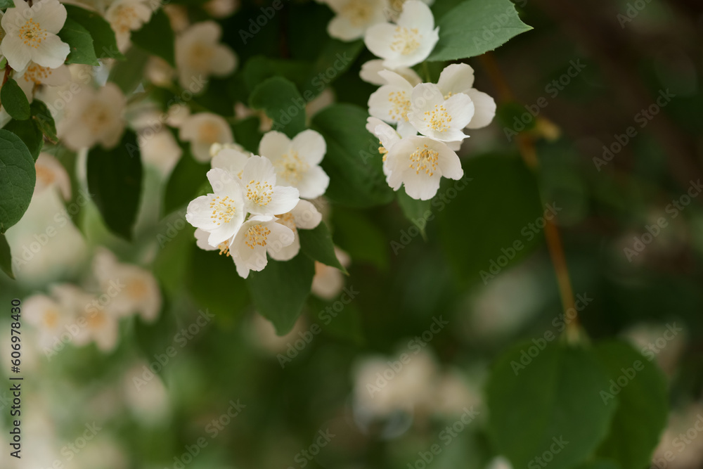 Fototapeta premium Closeup of jasmine flowers on a bush in a garden