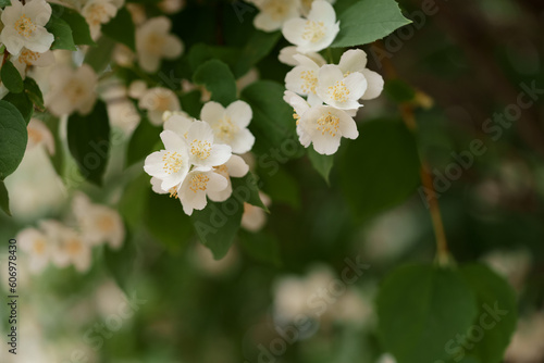 Closeup of jasmine flowers on a bush in a garden