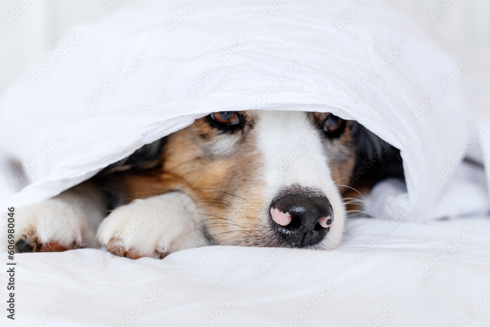 Dog Lying on the Bed under the Blanket - Australian Shepherd