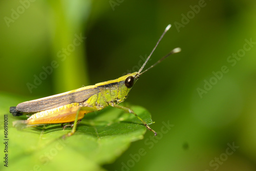 Grasshopper on a leaf in the forest