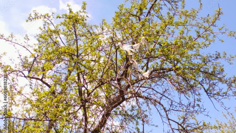 Polyethylene trash develops on a green tree Polyethylene trash develops on a green tree