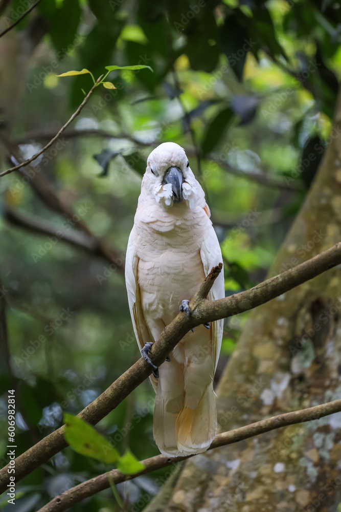 The moluccan cockatoo bird in garden The moluccan cockatoo bird in garden