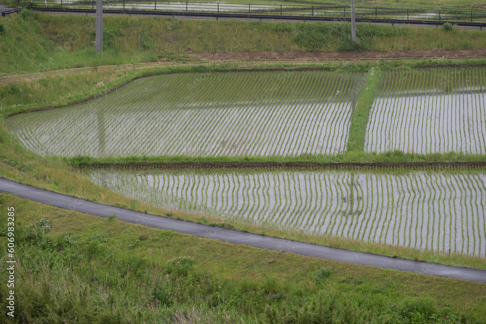 田植え済み 田植え済み
