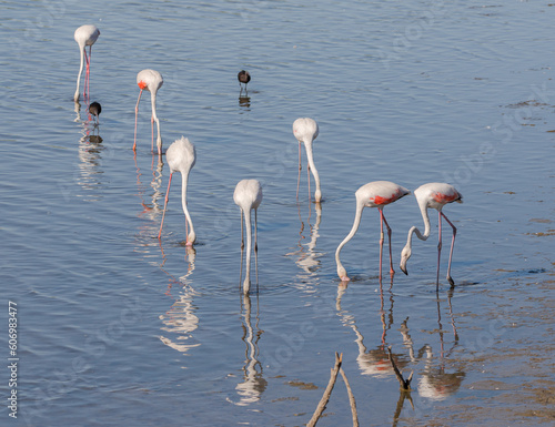 Flock of Greater flamingos, Phoenicopterus roseus, feeding in the Vicario reservoir, province of Ciudad Real, Spain photo