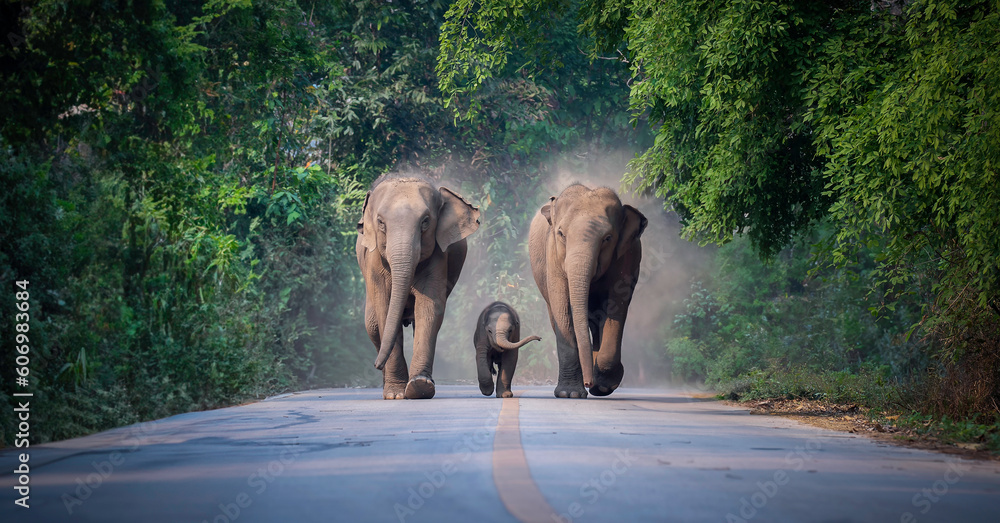 Ταπετσαρία Wild female elephants with baby elephant from the deep jungle come out to walking on road that cross into the big mountain, Thailand