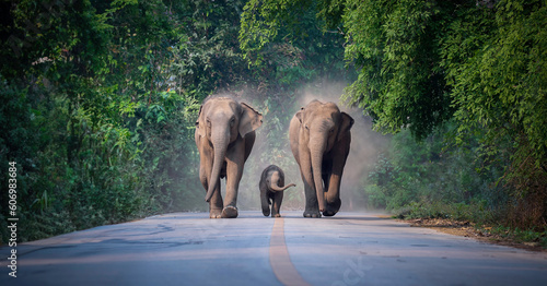 Wild female elephants with baby elephant from the deep jungle come out to walking on road that cross into the big mountain, Thailand. Family wild elephant walking and crossing the paved road