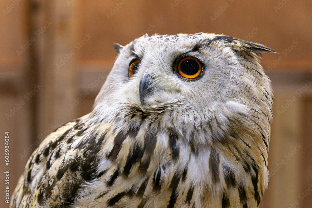 The western Siberian eagle owl is a large subspecies of the Eurasian eagle owl (Bubo bubo). As its name suggests, it is found in the vicinity of western Siberia The western Siberian eagle owl is a large subspecies of the Eurasian eagle owl (Bubo bubo). As its name suggests, it is found in the vicinity of western Siberia