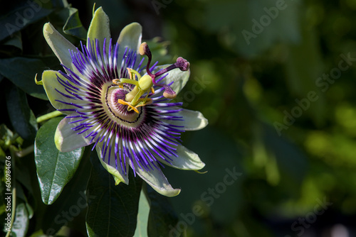 Single passionflower left side with empty space and blurred background photo