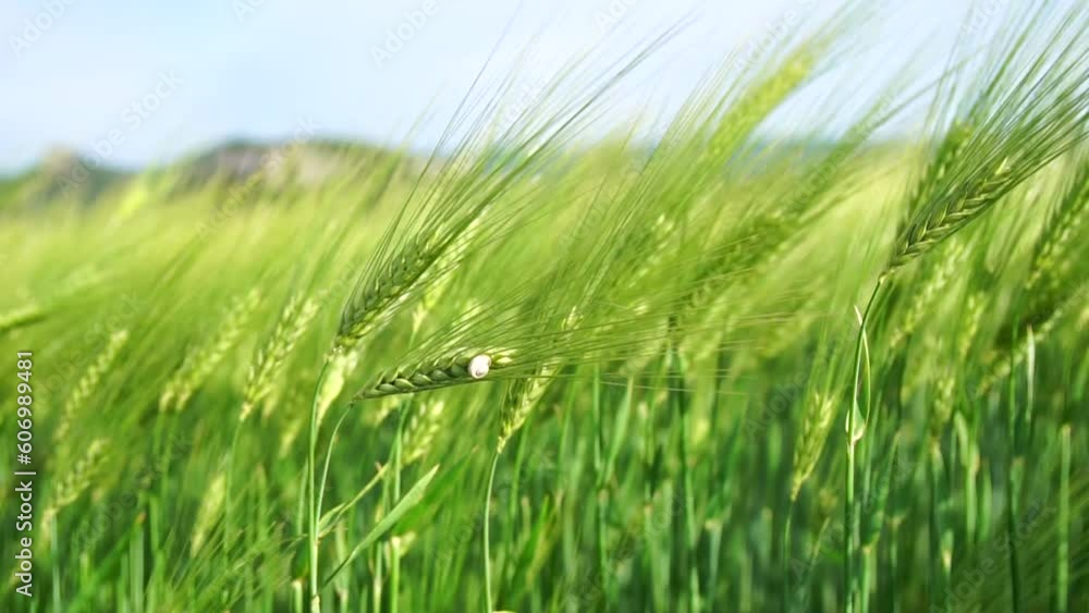 Sunset wheat field. Green wheat sprouts on a field in the rays of sunset, with young shoots at spring. Concept of wheat farming, agriculture and organic eco-bio food production Sunset wheat field. Green wheat sprouts on a field in the rays of sunset, with young shoots at spring. Concept of wheat farming, agriculture and organic eco-bio food production