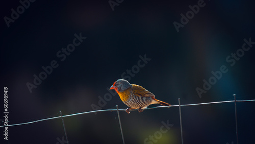 Orange-winged pytilia Bird