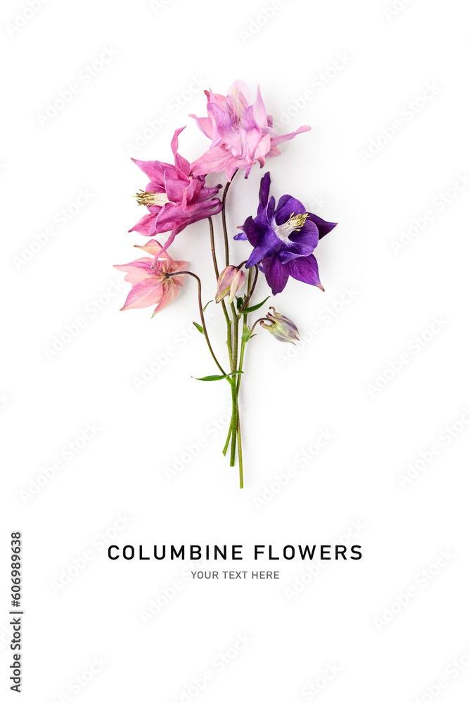 Columbine flowers bouquet isolated on white background.