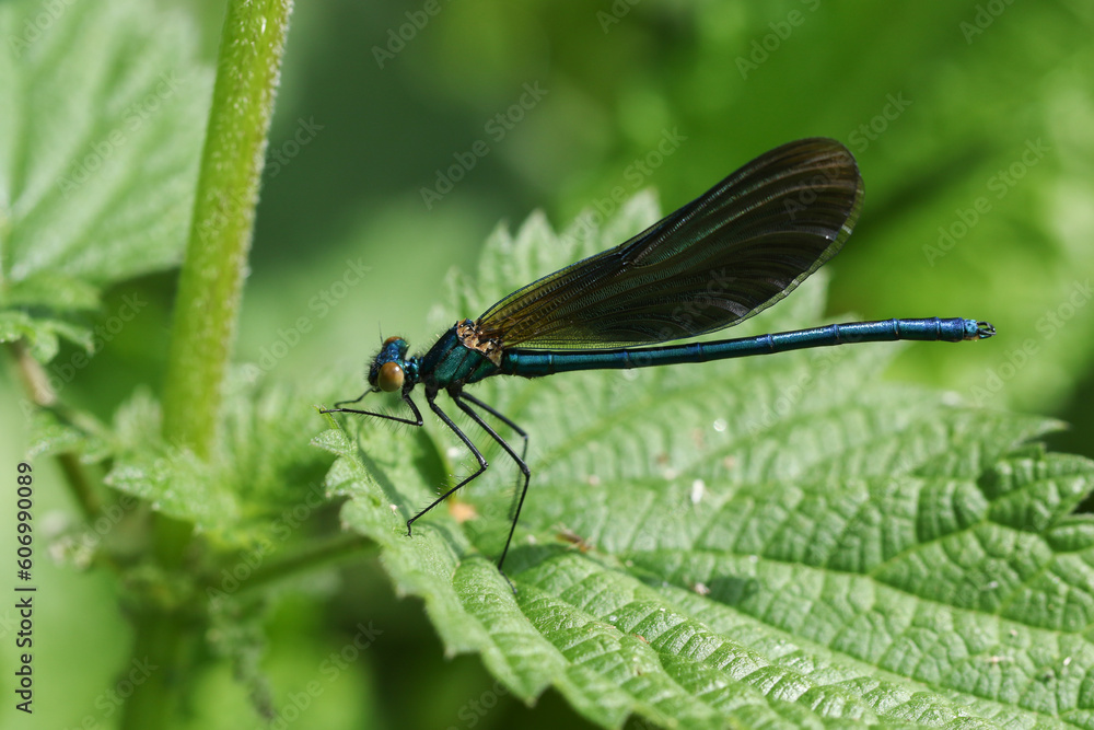 A male Beautiful Demoiselle Damselfly, Calopteryx virgo, resting on a stinging nettle leaf in springtime. A male Beautiful Demoiselle Damselfly, Calopteryx virgo, resting on a stinging nettle leaf in springtime.
