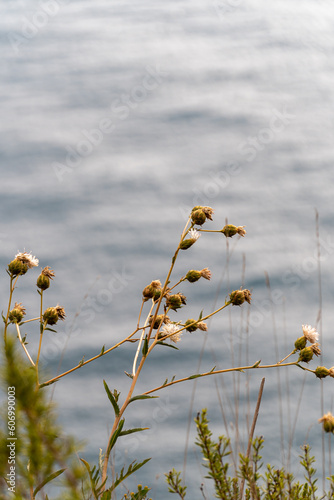 Closeup, wildplants with the sea on background.  photo
