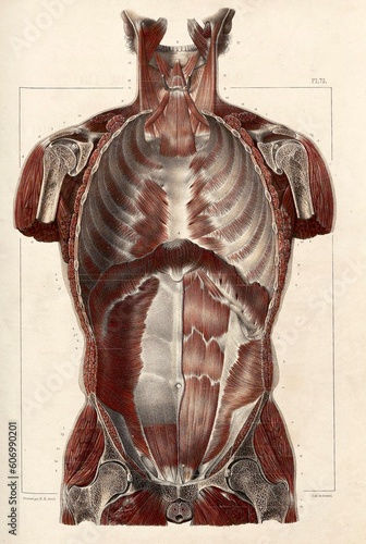 Illustration d.anatomie vintage, section verticale du tronc, ancienne planche anatomique par N.H. Jacob, extrait du Traité Complet De L’anatomie de l’Homme, par J. M. Bourgery, Tome 2,  Édition 1831