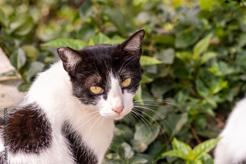 Portrait of a stray cat looking at camera