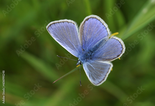 A newly emerged Common Blue Butterfly, Polyommatus icarus, perching on a plant in springtime. 