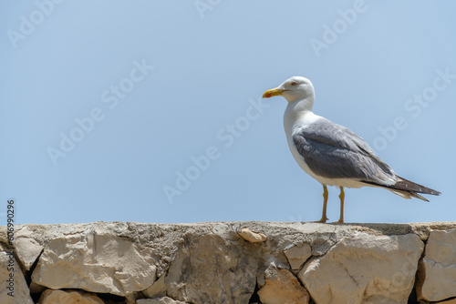 Seagull on a wall, blue sky on background