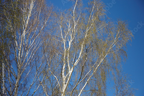 Young leaves on birch on a spring day with blue sky on background  selective focus