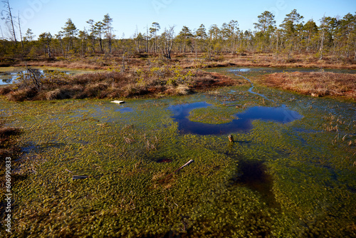 A lake on a bog marsh, selective focus