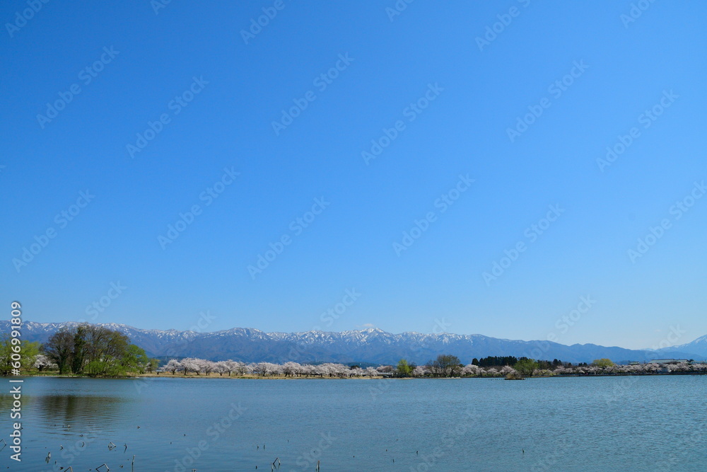 瓢湖の桜と飯豊連峰（新潟県）