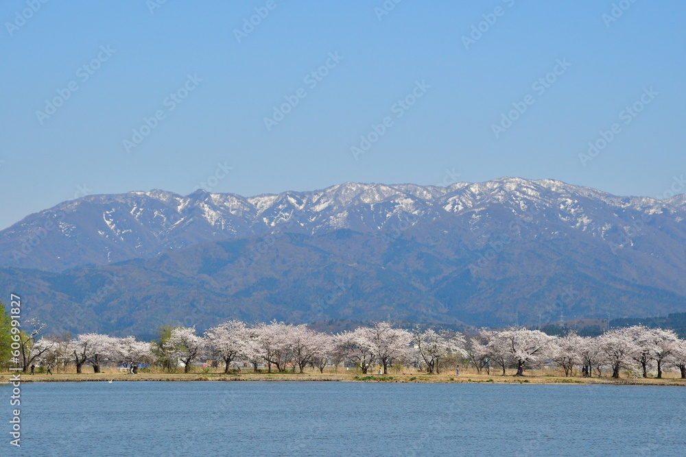 瓢湖の桜と飯豊連峰(新潟県) 瓢湖の桜と飯豊連峰(新潟県)