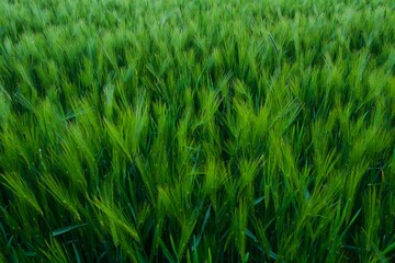 Acrylglasbilder Gras Grünes Hafergetreidefeld im Sommer  © Turner