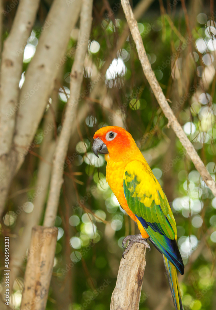 Obraz premium Sun Parakeet. Sun Conure. Aratinga solstitialis