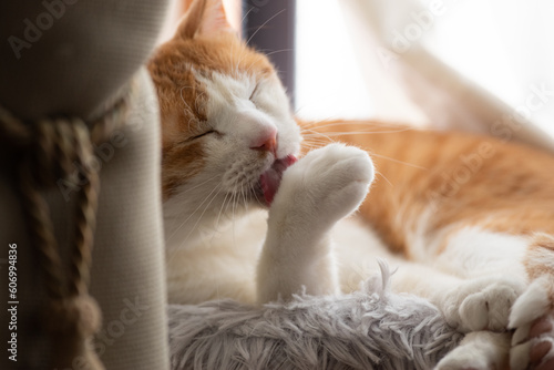 毛繕いをする猫 茶トラ白